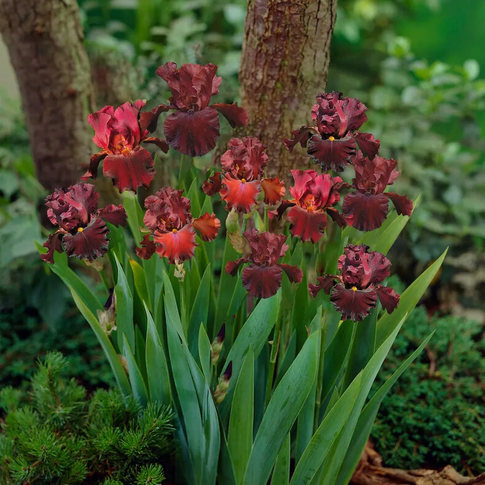 VEGSOW Bearded Iris Bulbs - 45 Days of Red Bloom