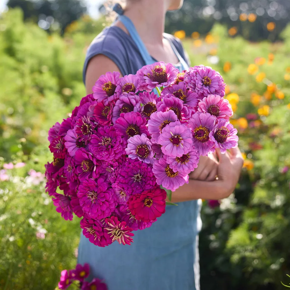 VEGSOW Zinnia Bundle - Purple Dreams Flower Seeds