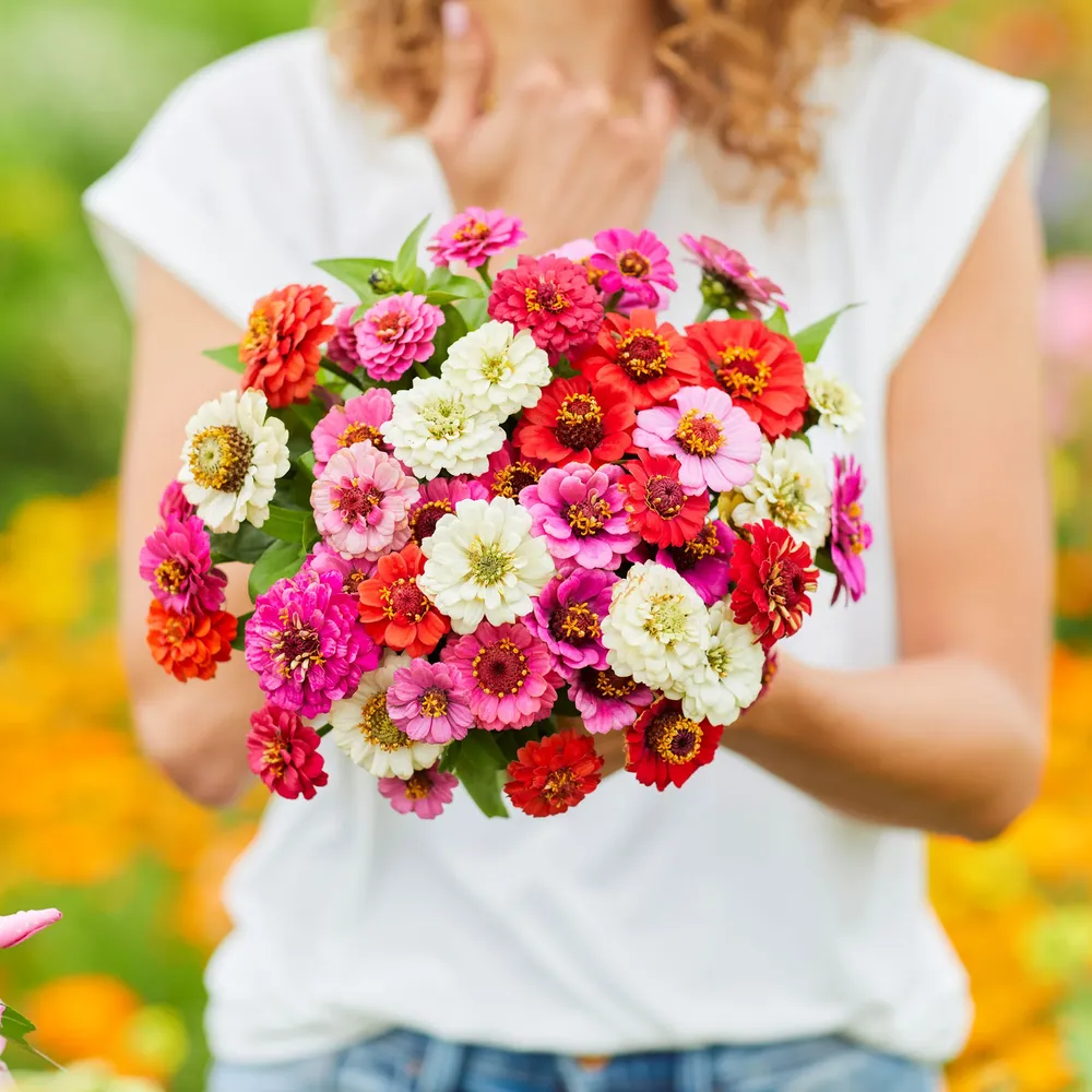 VEGSOW Thumbelina Zinnia Seeds - Dwarf Mix