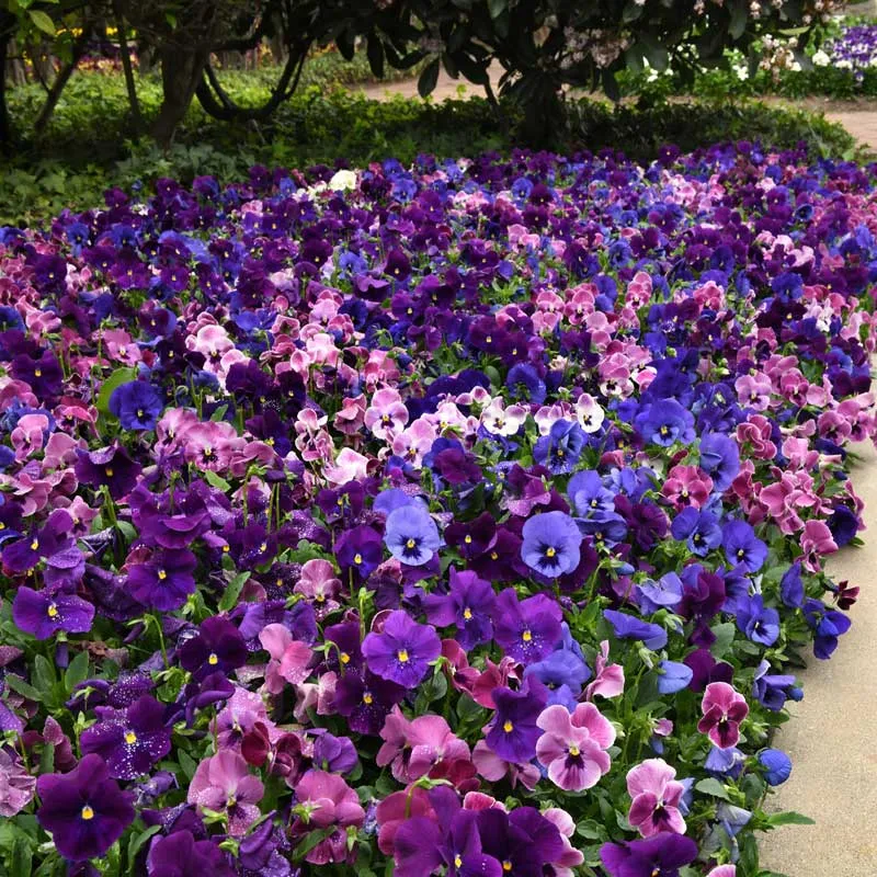 VEGSOW Pansy Seeds - Wave Elevation Mix - Multi-Color Flowering Annuals