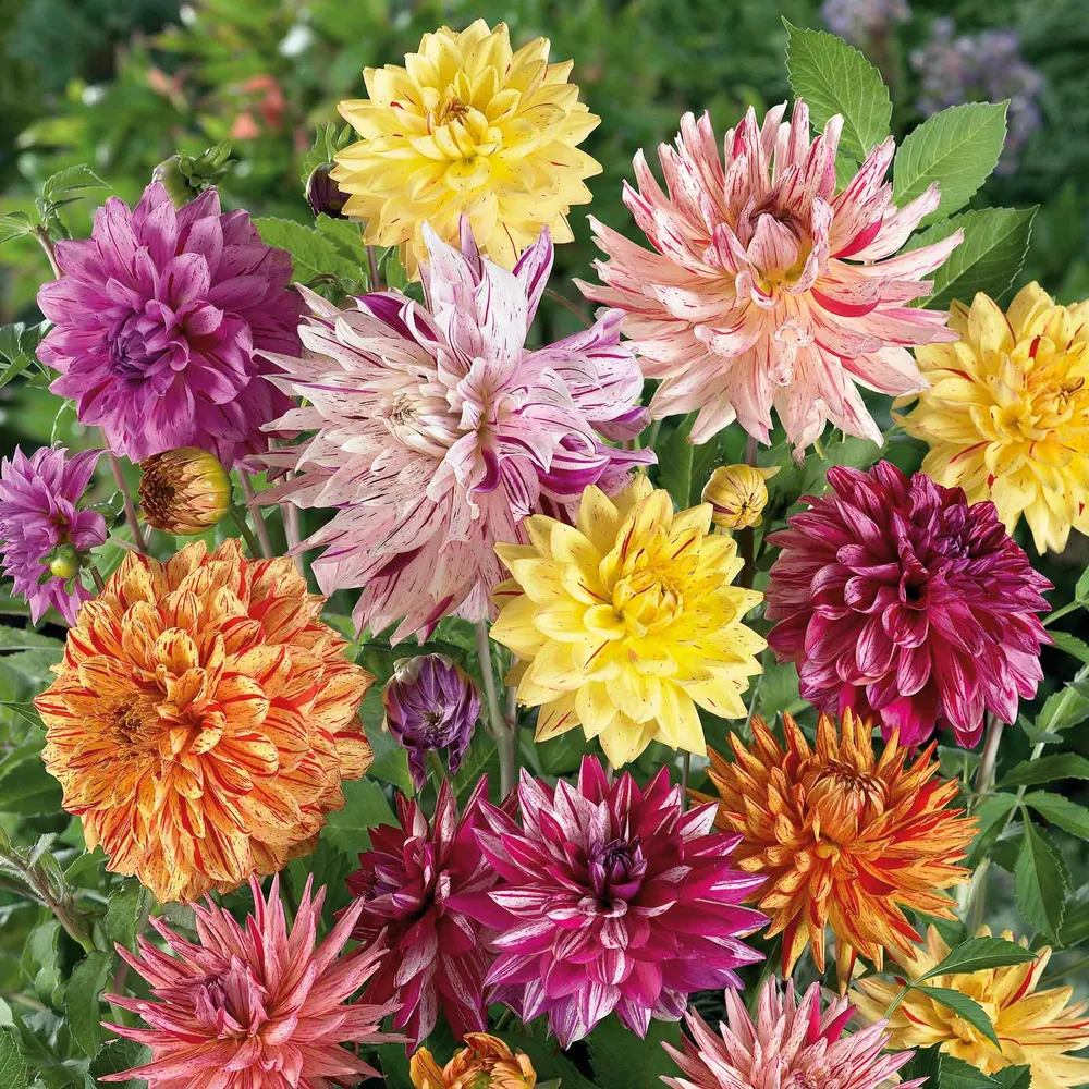 VEGSOW Rembrandt Dahlia Tubers Mix - Assorted Flowering Garden Bulbs