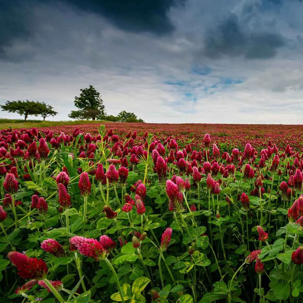 VEGSOW Crimson Clover Seeds - Nitrogen-Fixing Cover Crop for Soil Improvement