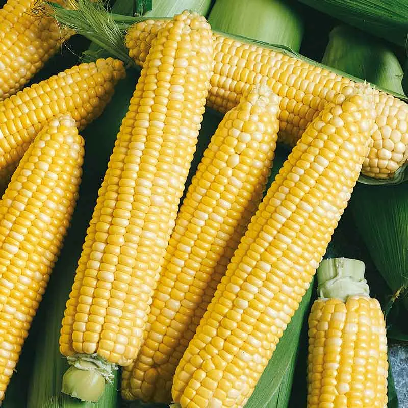 VEGSOW Peaches & Cream Sweet Corn Seeds - Bicolor Heirloom Variety