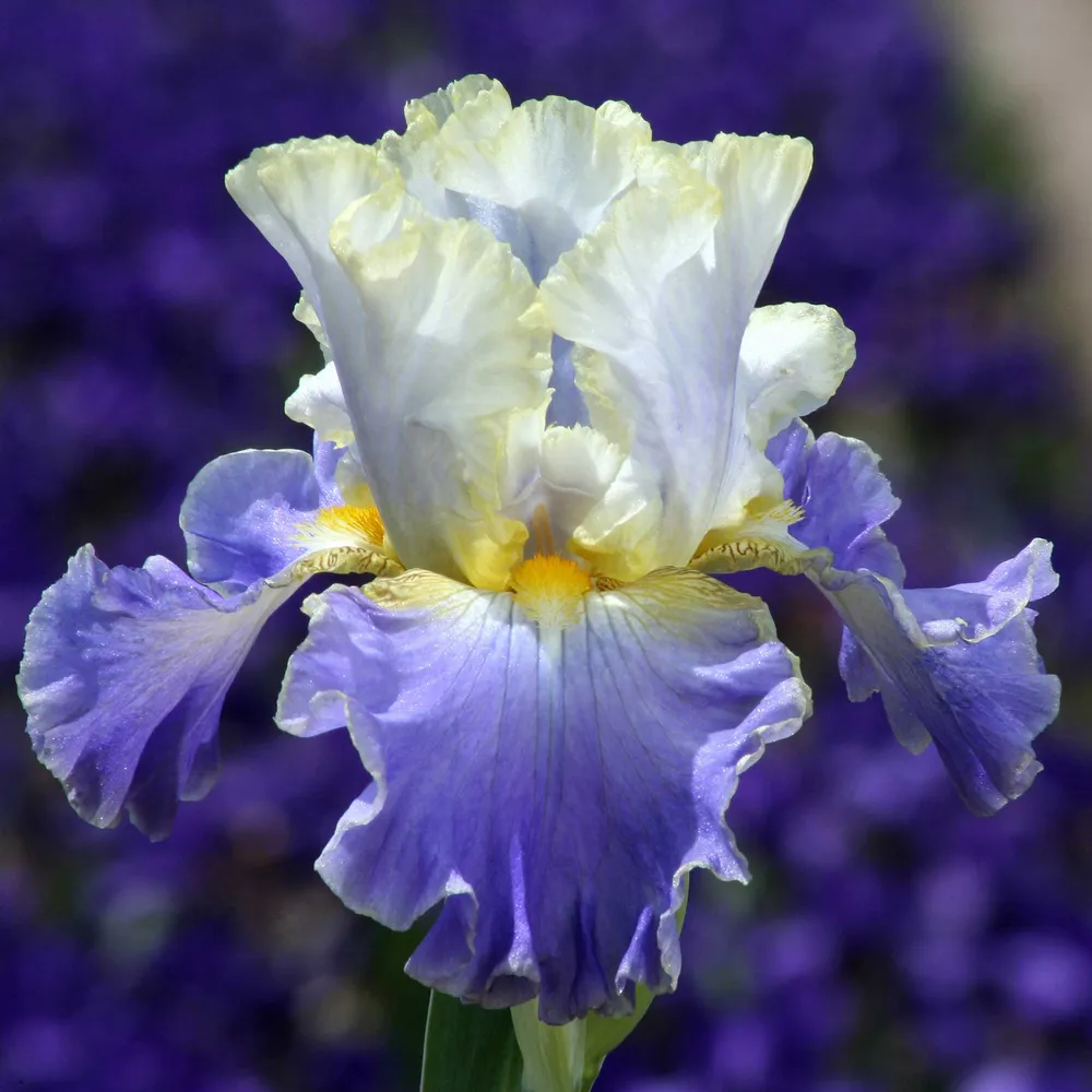 VEGSOW Bearded Iris Bulbs - Gilt-Edged Bond Perennial Rhizomes