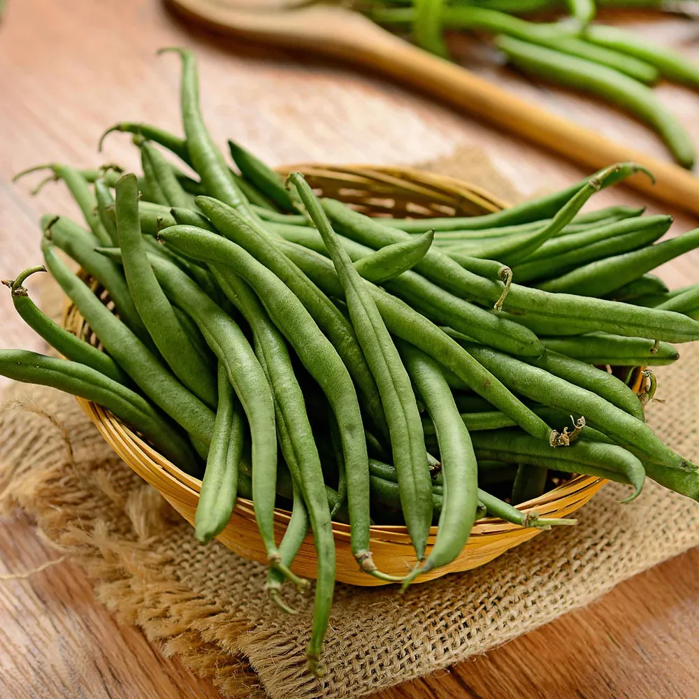 VEGSOW Burpee Stringless Bush Bean Seeds - Heirloom Vegetable Garden Planting Seeds
