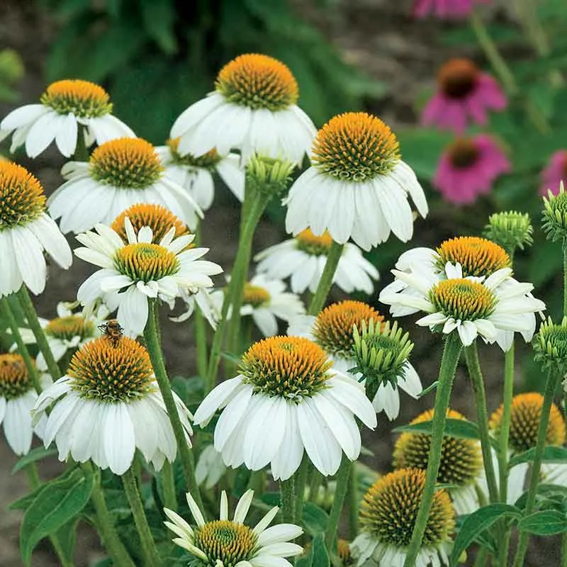 VEGSOW Coneflower Seeds - PowWow White Echinacea Purpurea