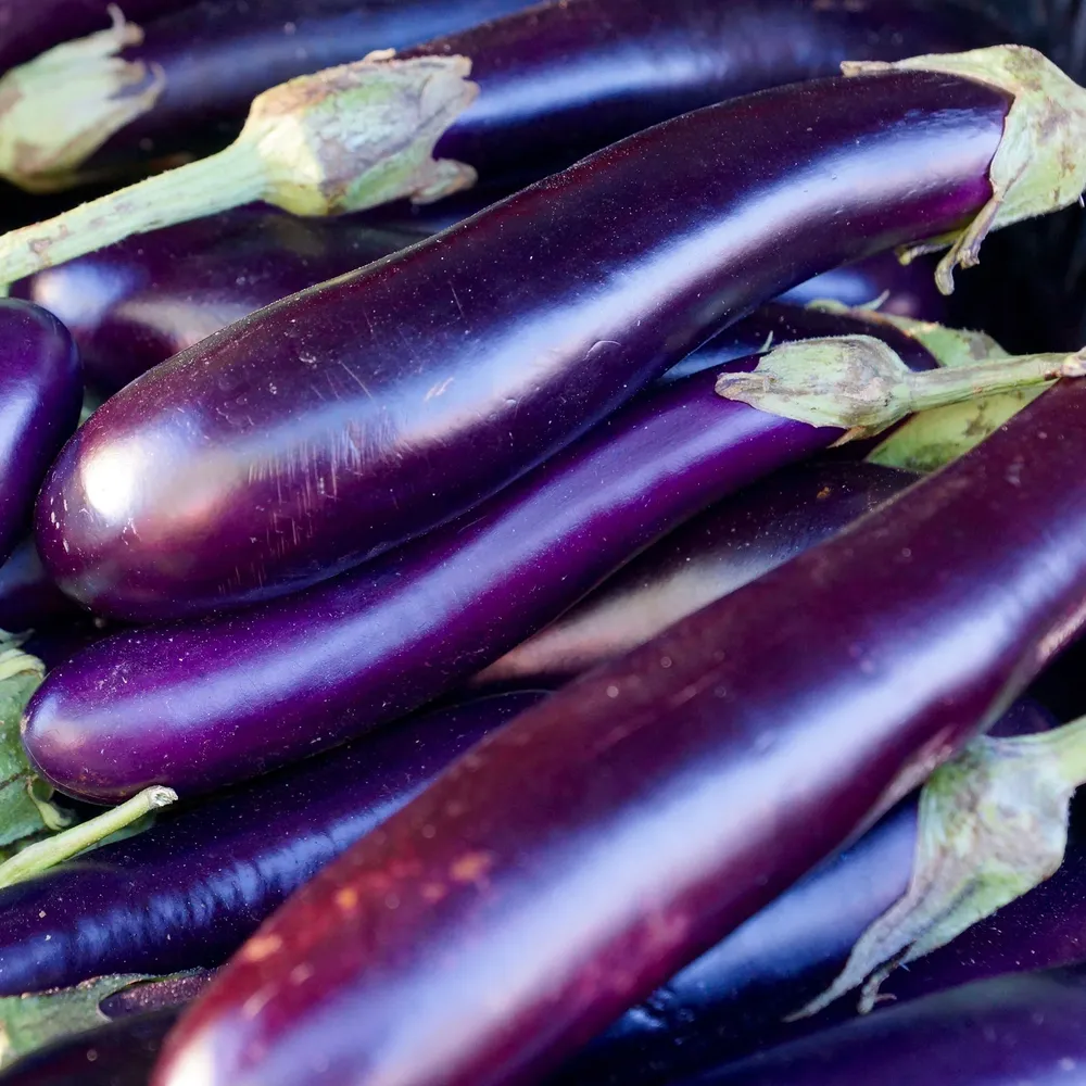 VEGSOW Long Purple Eggplant Seeds - Organic Heirloom Vegetable Seeds