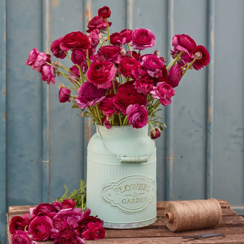 VEGSOW Ranunculus Bulbs - Violet