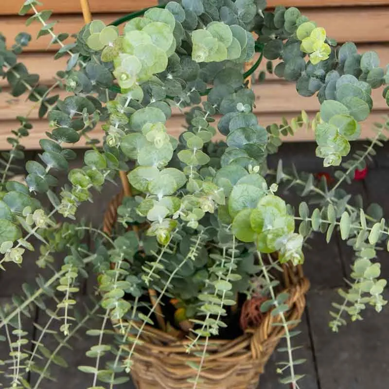 VEGSOW Eucalyptus Seeds - Baby Blue Bouquet Variety
