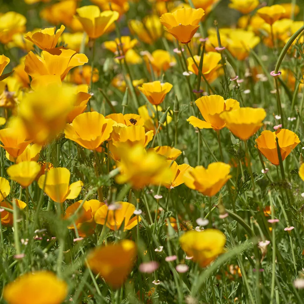 VEGSOW California Poppy Seeds - Golden West