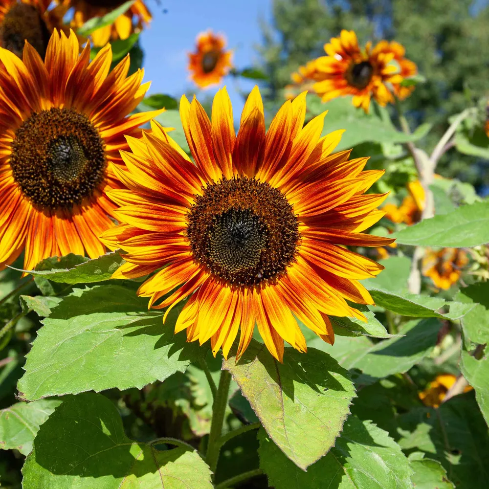 VEGSOW Organic Sunflower Seeds - Velvet Queen Heirloom Variety