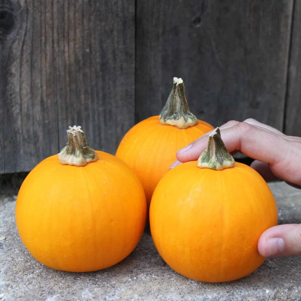 VEGSOW Kandy Korn Plus Pumpkin Seeds for Home Gardening