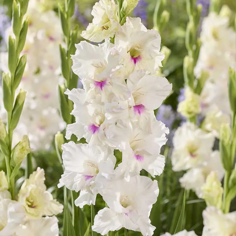 VEGSOW Norma Jean Gladiolus Flower Bulbs