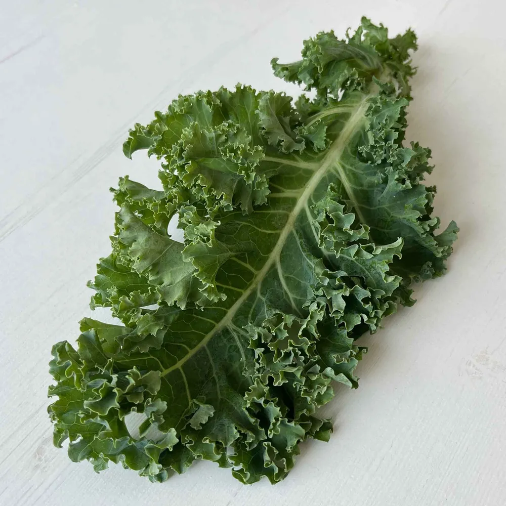 VEGSOW Dwarf Siberian Kale Seeds - Heirloom Vegetable Seeds for Home Gardening
