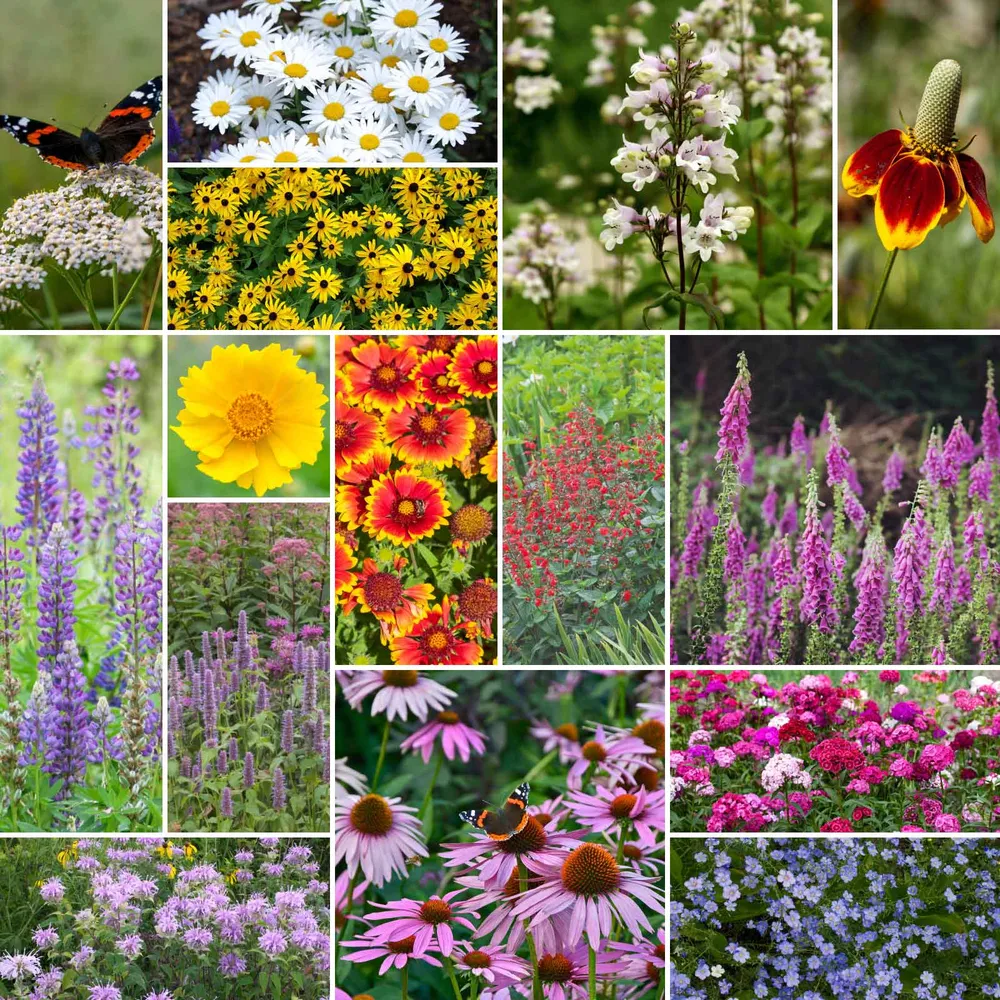 VEGSOW Deer Resistant All Perennial Wildflower Seed Mix