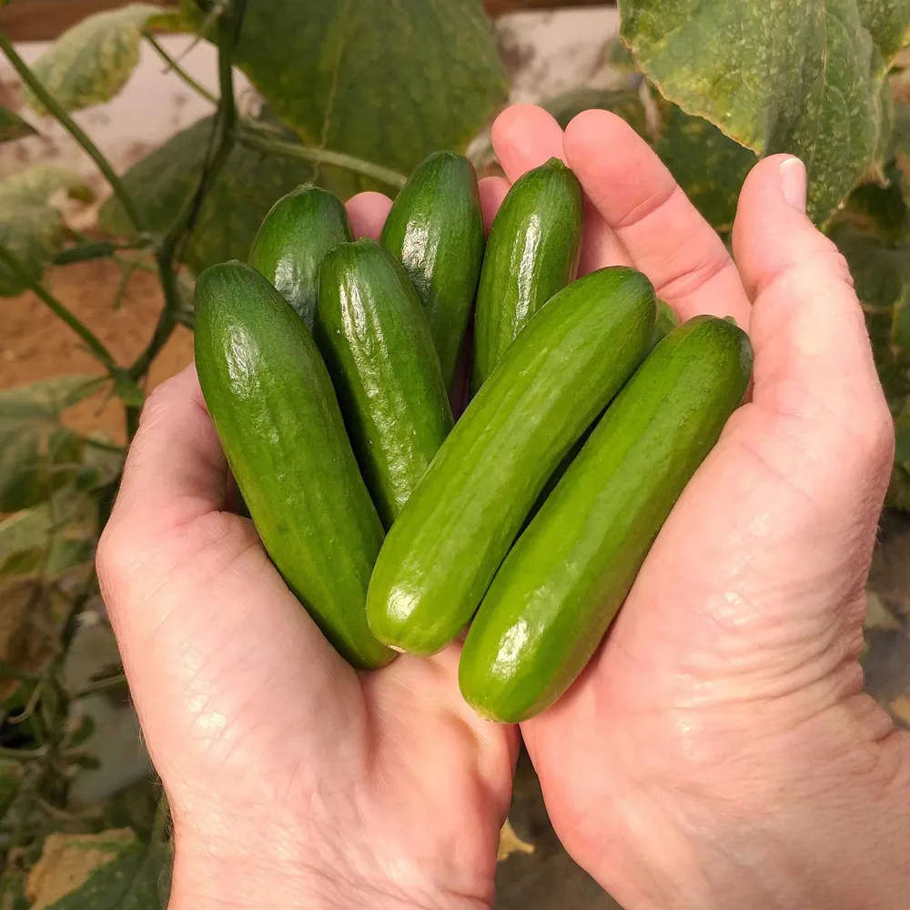 VEGSOW Cucumber Seeds - Mini-Me