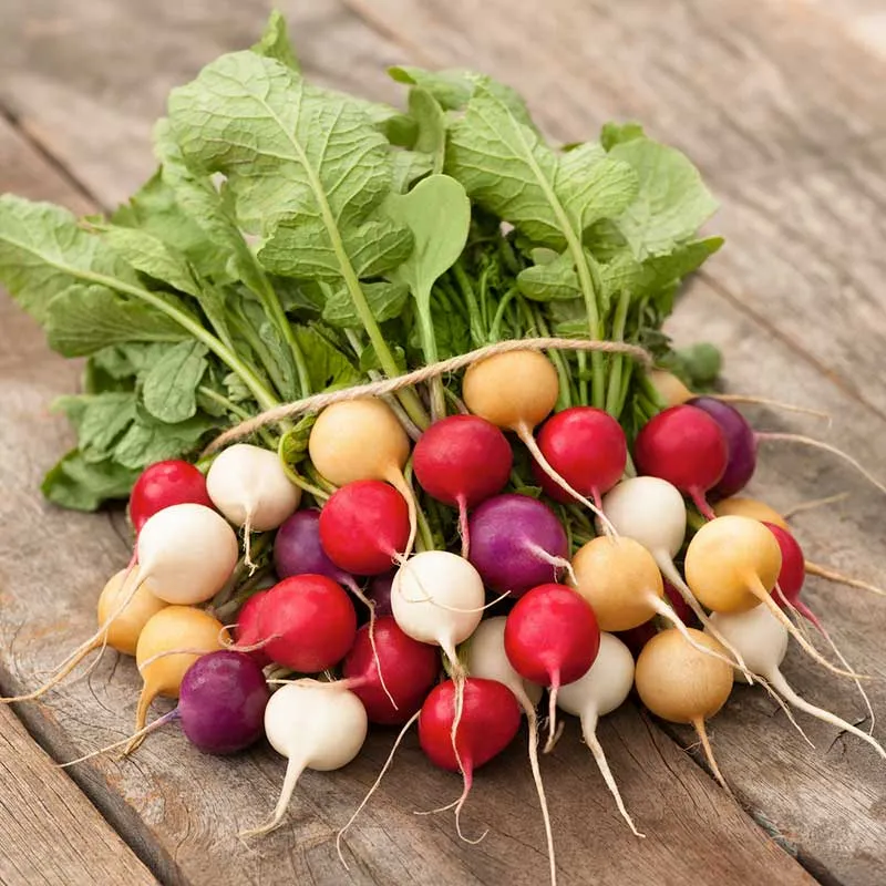 Easter Egg Radish Seeds - Heirloom Vegetable Seeds for Home Gardening