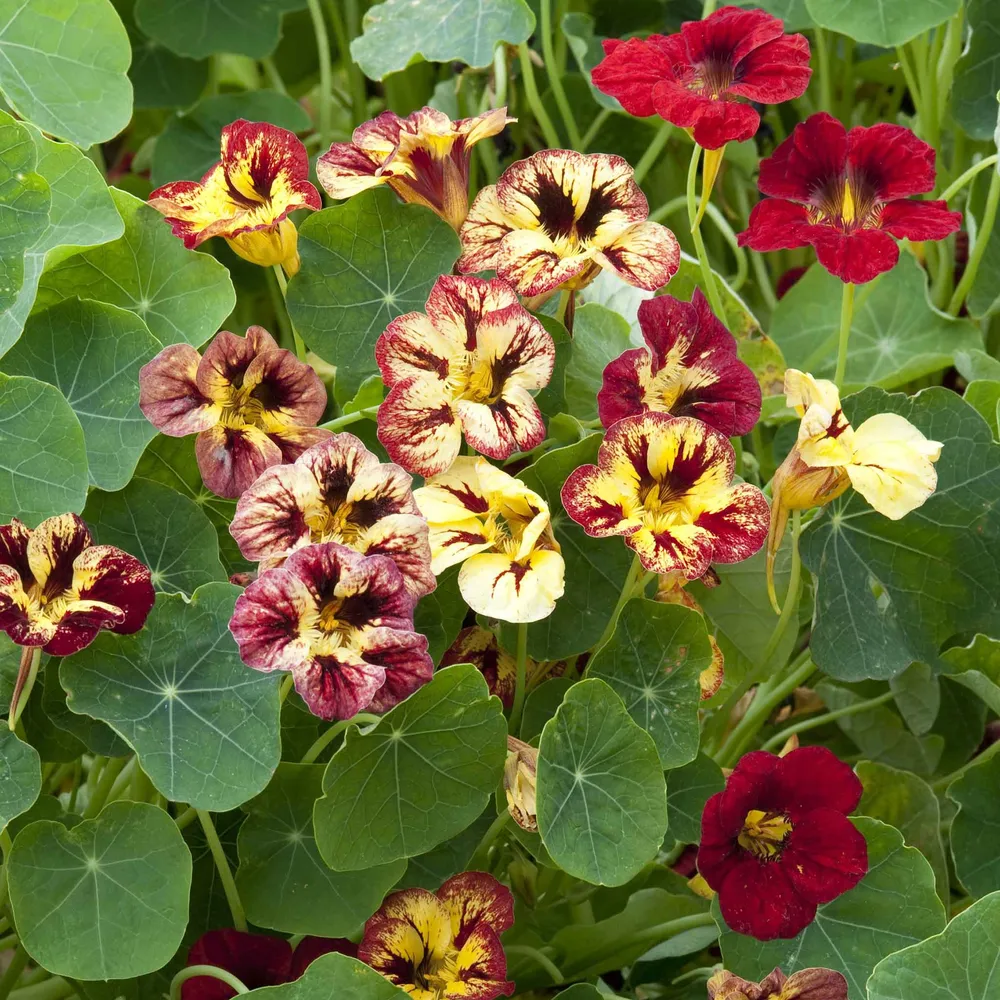 VEGSOW Bloody Mary Nasturtium Seeds - Heirloom Flower Seeds