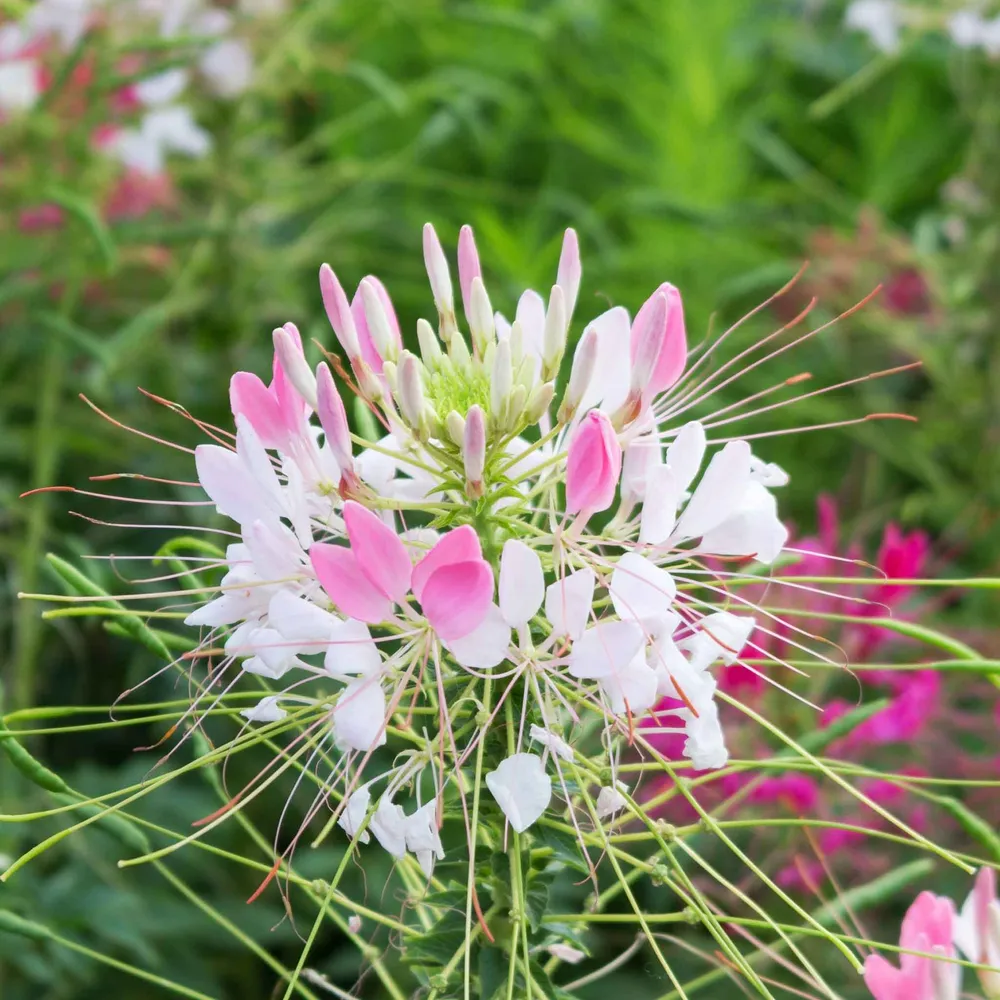 VEGSOW Cleome Seeds - Sparkler Blush