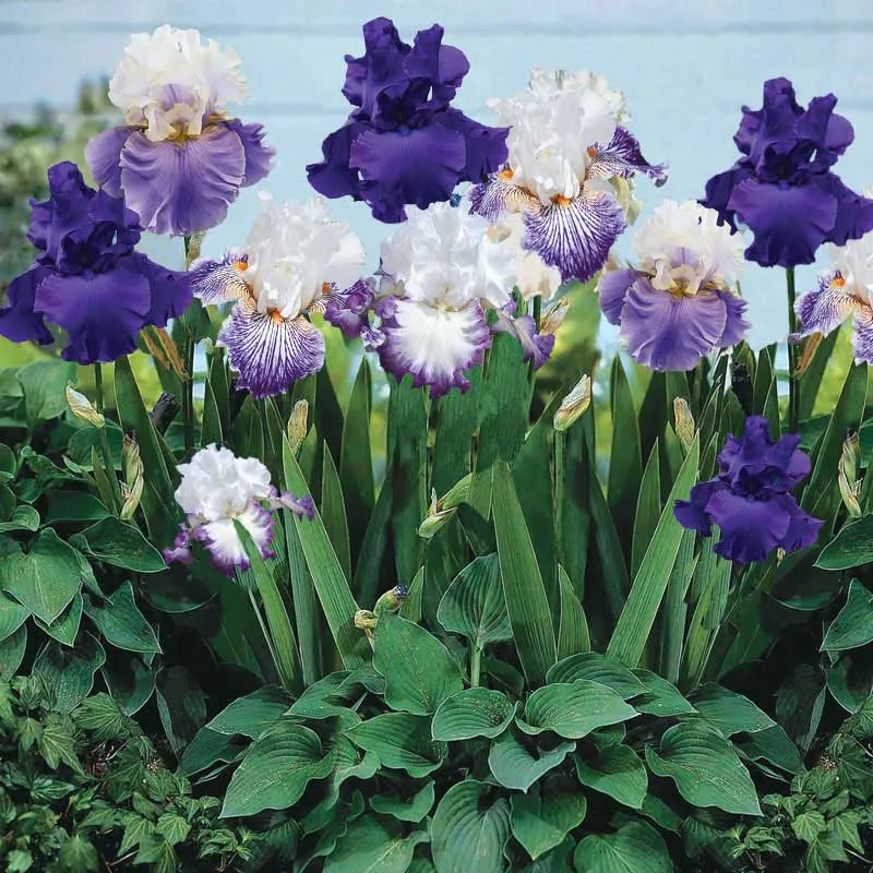VEGSOW Bearded Iris Bulbs - Purple Mix Perennial Flower Roots