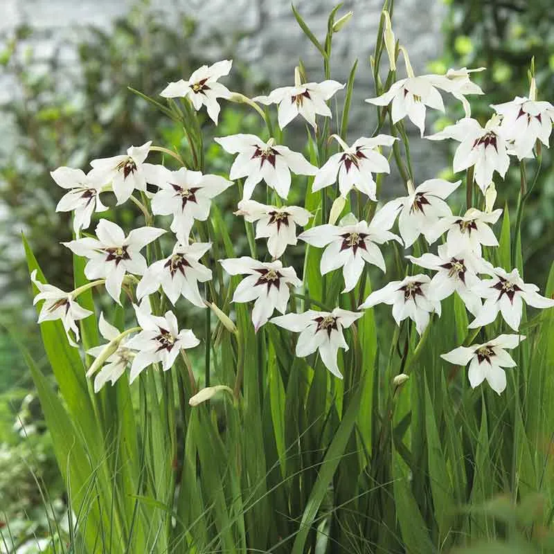 VEGSOW Peacock Orchid Bulbs - Gladiolus Acidanthera Fragrant Summer Flowers