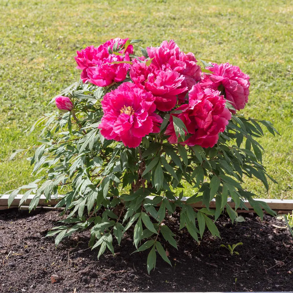 VEGSOW Tree Peony Roots - King of Flowers 'Hua Wang' Bare Root Perennial