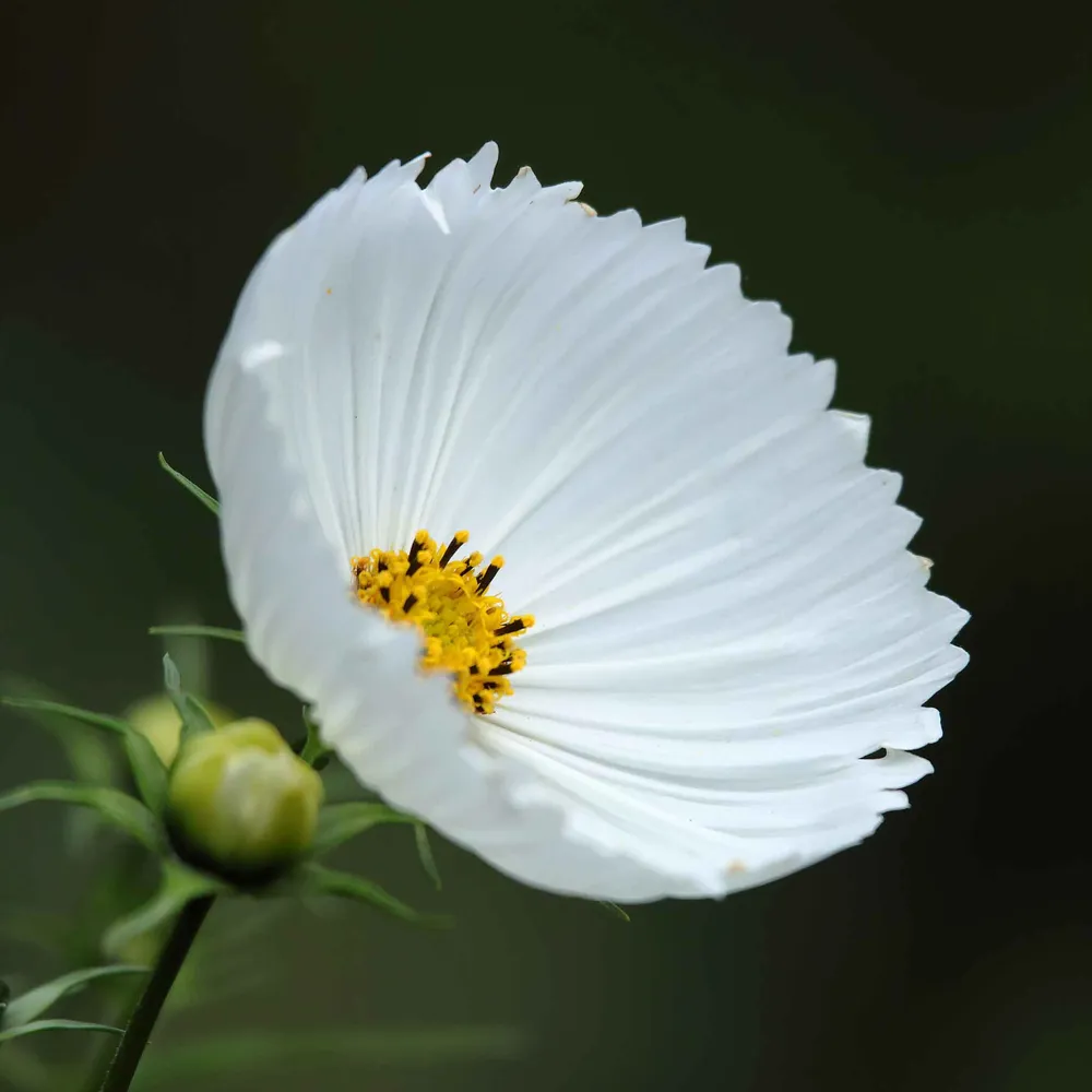 VEGSOW Cosmos Seeds - Cupcake White