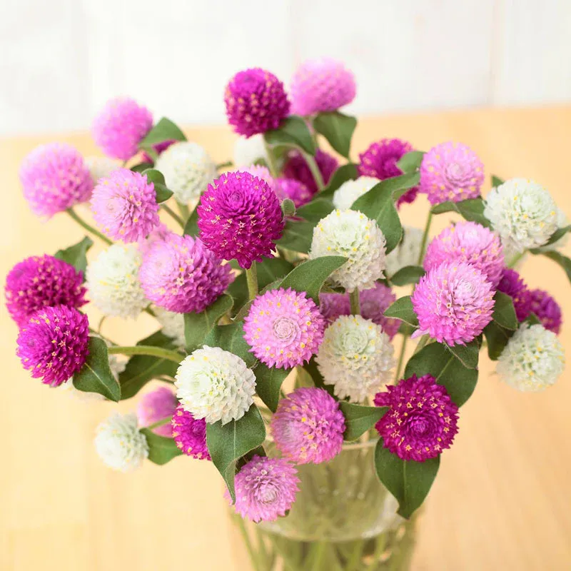 VEGSOW Gomphrena Seeds - Ping Pong Mix