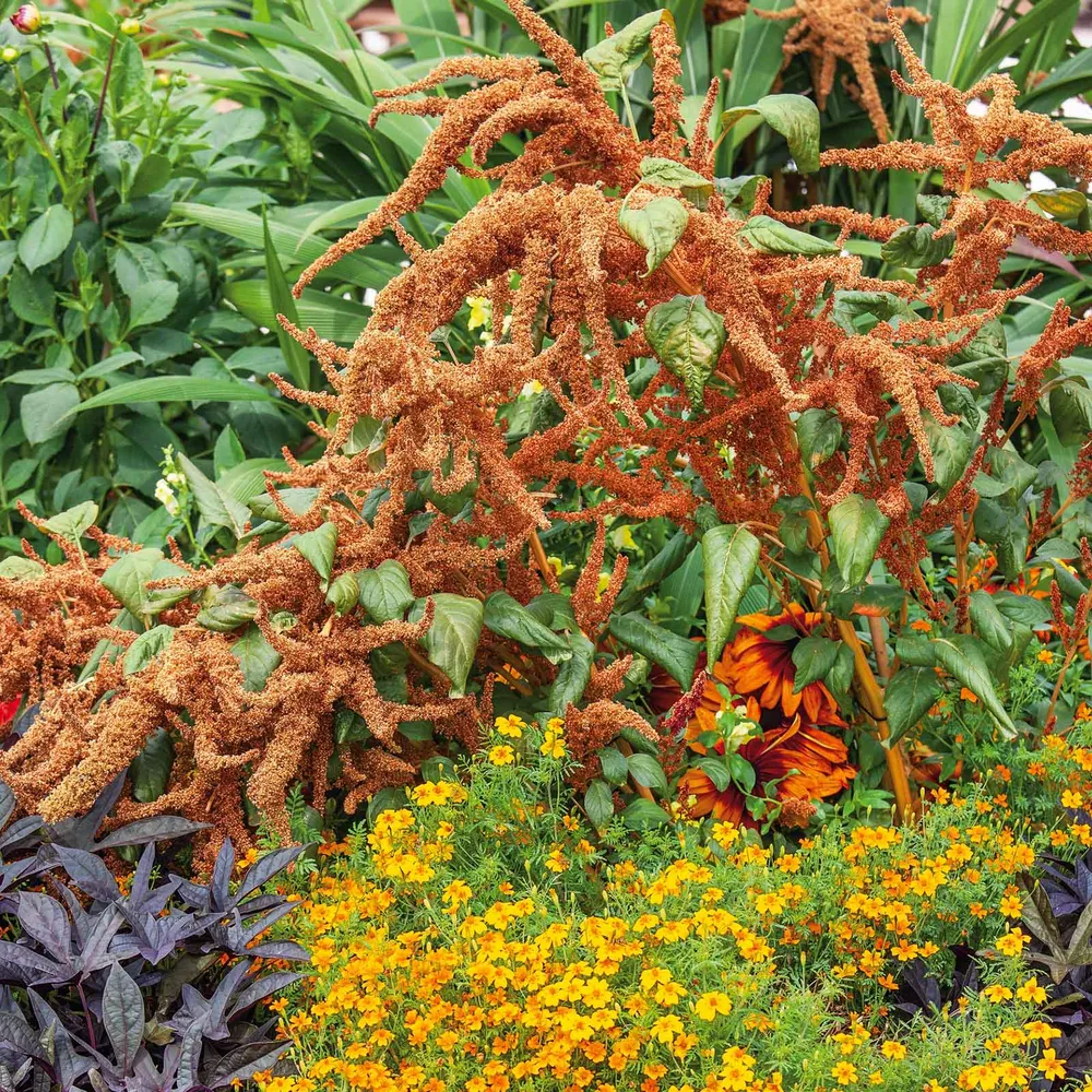 VEGSOW Amaranthus Seeds - Hot Biscuits Heirloom Variety