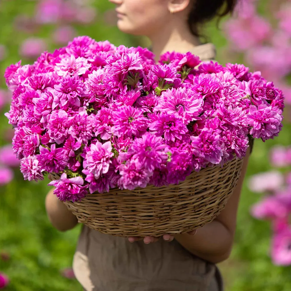 VEGSOW Fullstar Pink Anemone Bulbs - Vibrant Spring Flowering Perennials
