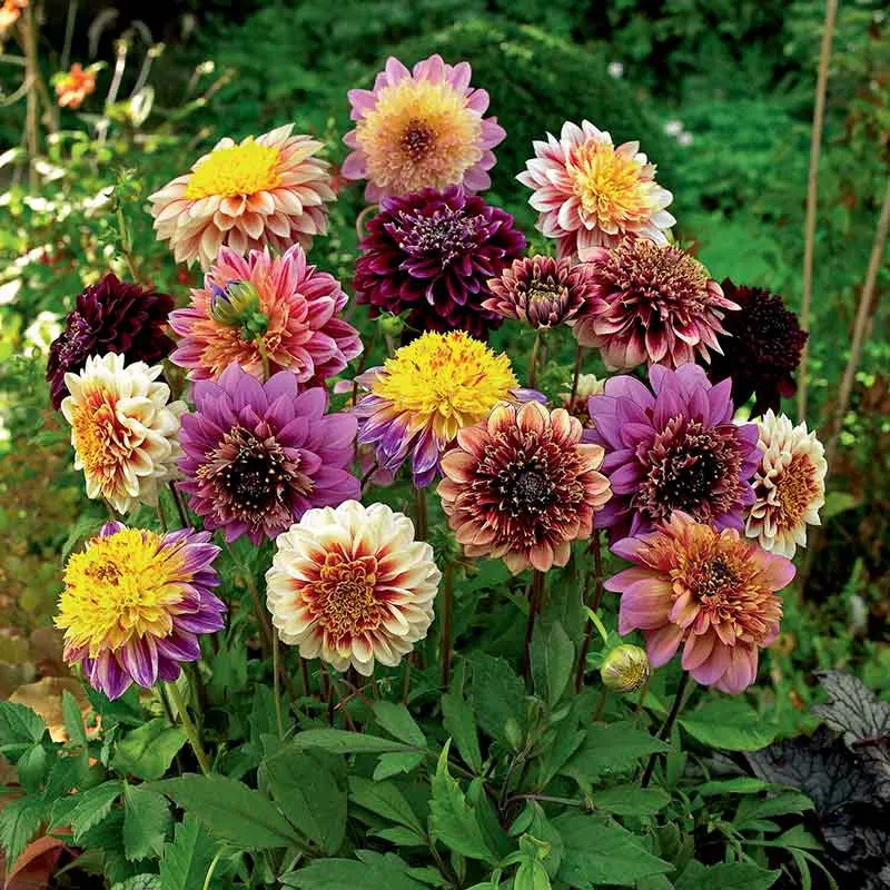 VEGSOW Anemone Tubers Mix - Perennial Flower Bulbs for Garden Planting