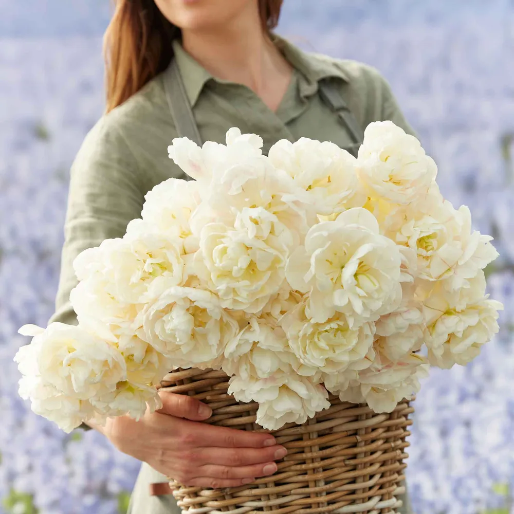 VEGSOW Diamond Sugar Tulip Bulbs - White Spring Flowering Perennial Bulbs