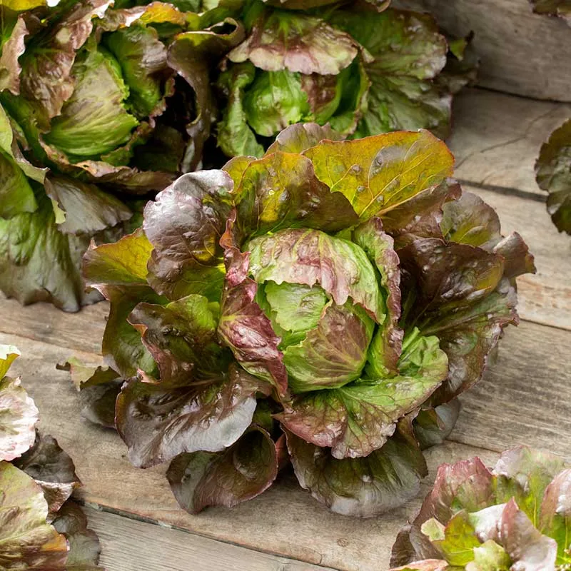 VEGSOW Ruby Lettuce Seeds - Heirloom Red Leaf Lettuce Variety