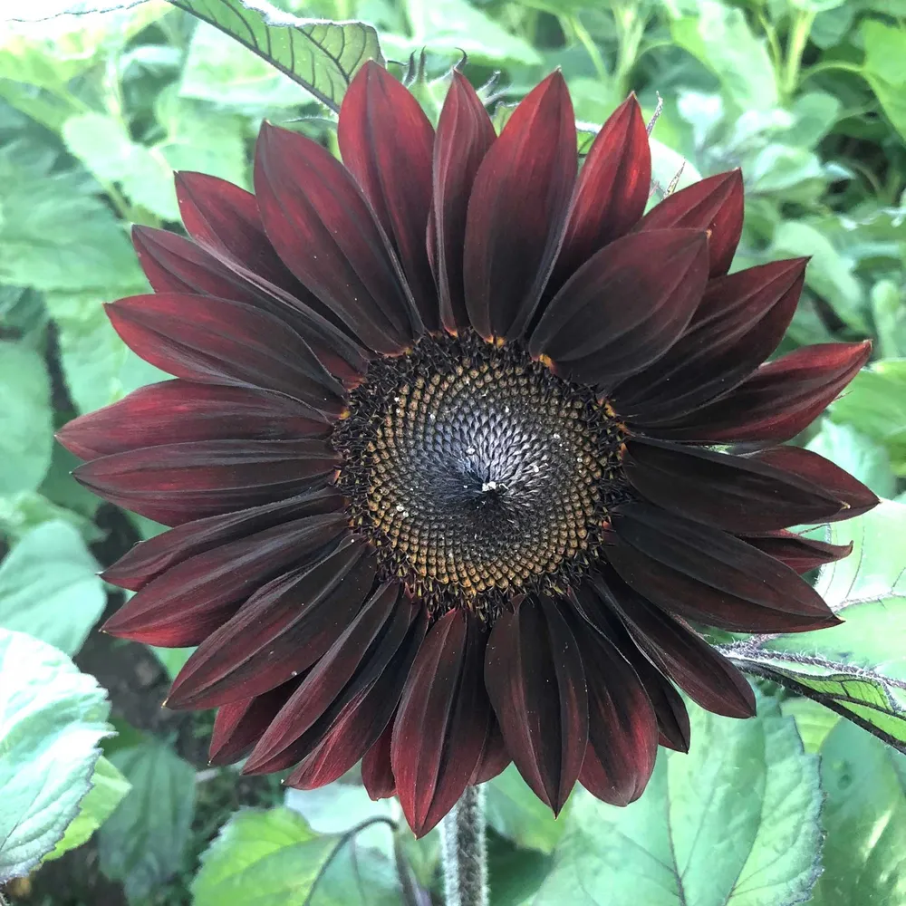 VEGSOW ProCut Red Sunflower Seeds - Large Seed Variety for Garden Planting