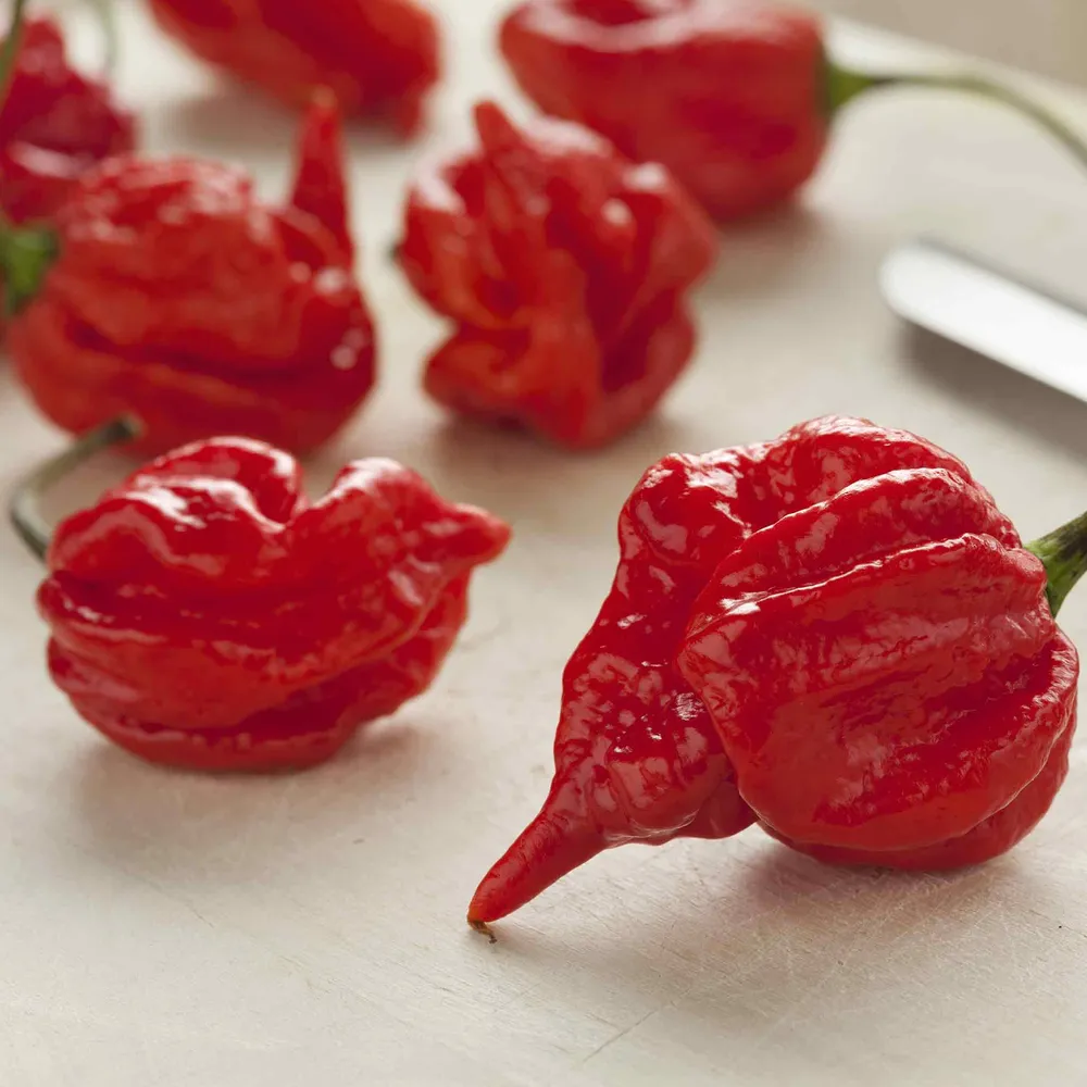 VEGSOW Trinidad Scorpion Pepper Seeds - Heirloom Hot Chili Seeds for Home Gardening