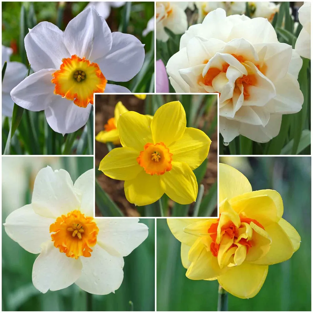VEGSOW Red Cup Daffodil Bulbs Mix - Spring Flowering Narcissus Bulbs