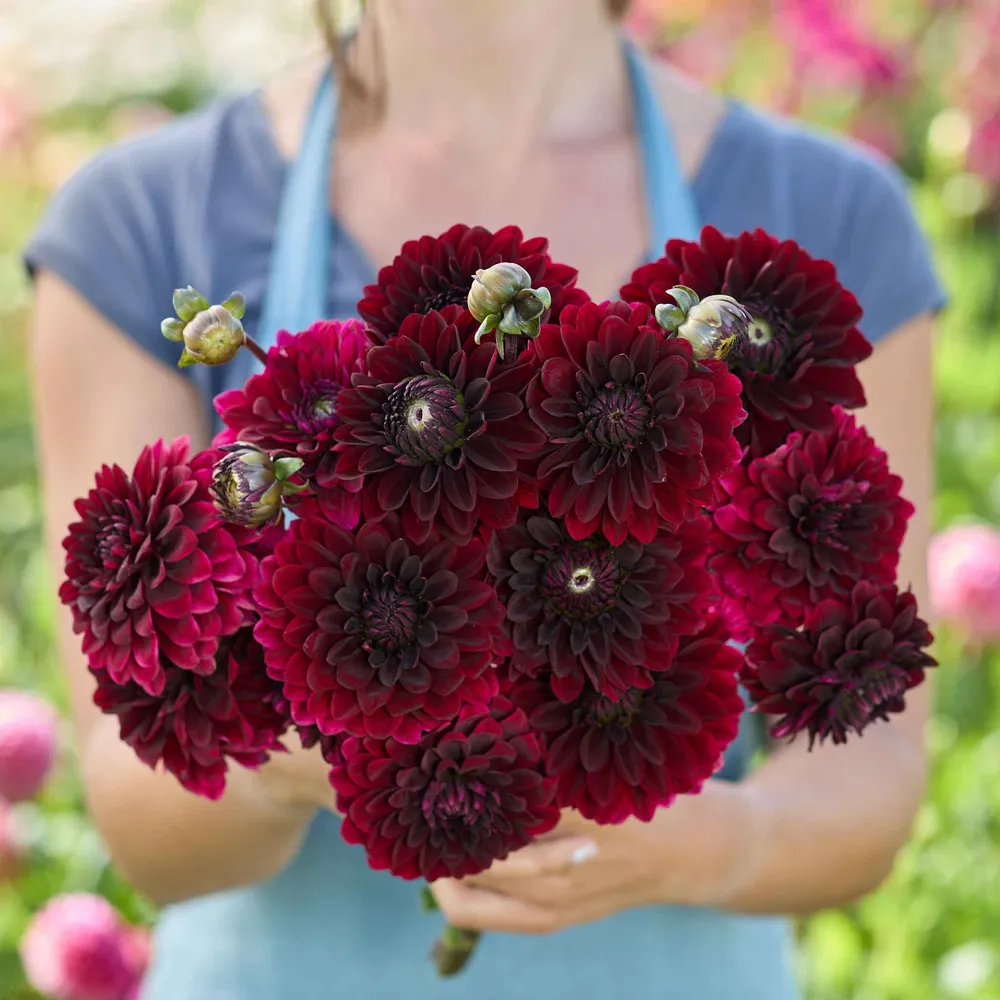 VEGSOW Decorative Dahlia Tubers - Destiny's Darkness