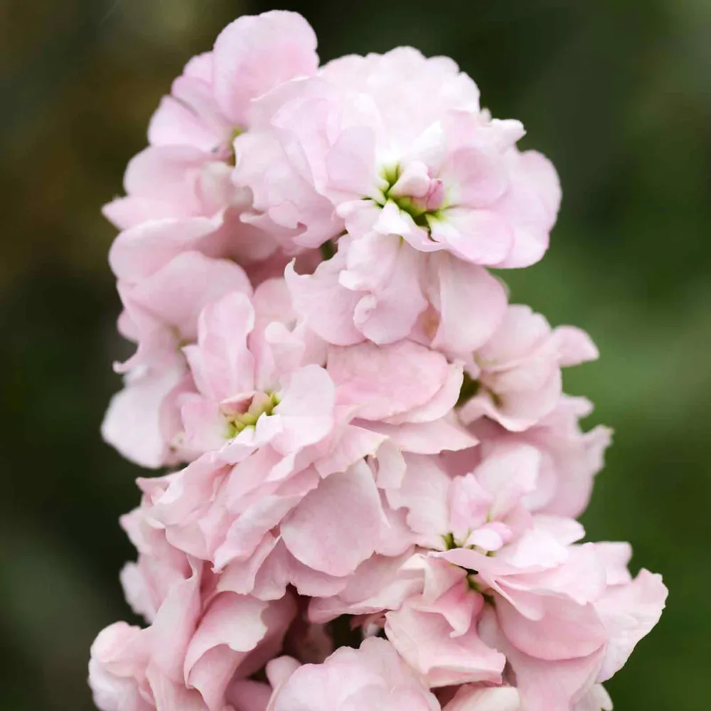 VEGSOW Appleblossom Pea Seeds - Heirloom Vegetable Planting Seeds