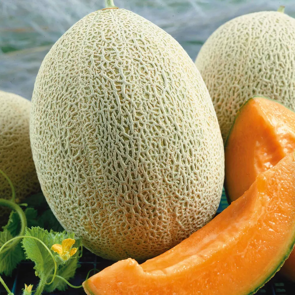 VEGSOW Hales Best Jumbo Melon Seeds - Organic Heirloom Cantaloupe Seeds