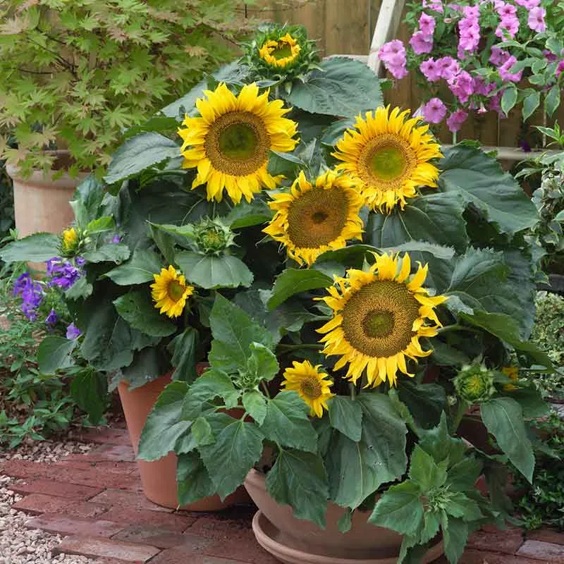 VEGSOW Sunspot Dwarf Sunflower Seeds - Compact Heirloom Variety
