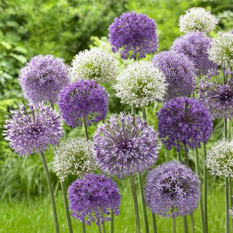 VEGSOW Allium Bulbs - All-In-One Mix for Garden Landscapes