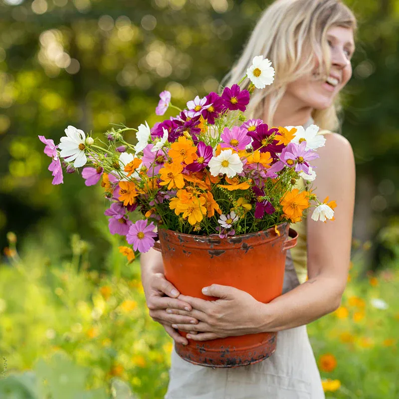 VEGSOW Cosmos Flower Seed Mix - Vibrant Annual Garden Seeds for Pollinators
