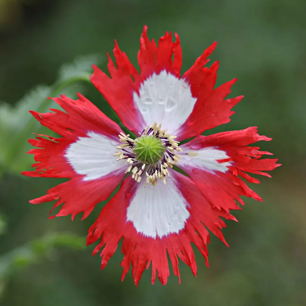 VEGSOW Danish Flag Poppy Seeds - Heirloom Annual Flower Seeds