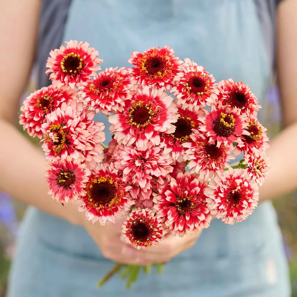 VEGSOW Zinderella Fizz Zinnia Seeds - Tall Heirloom Flower Seeds
