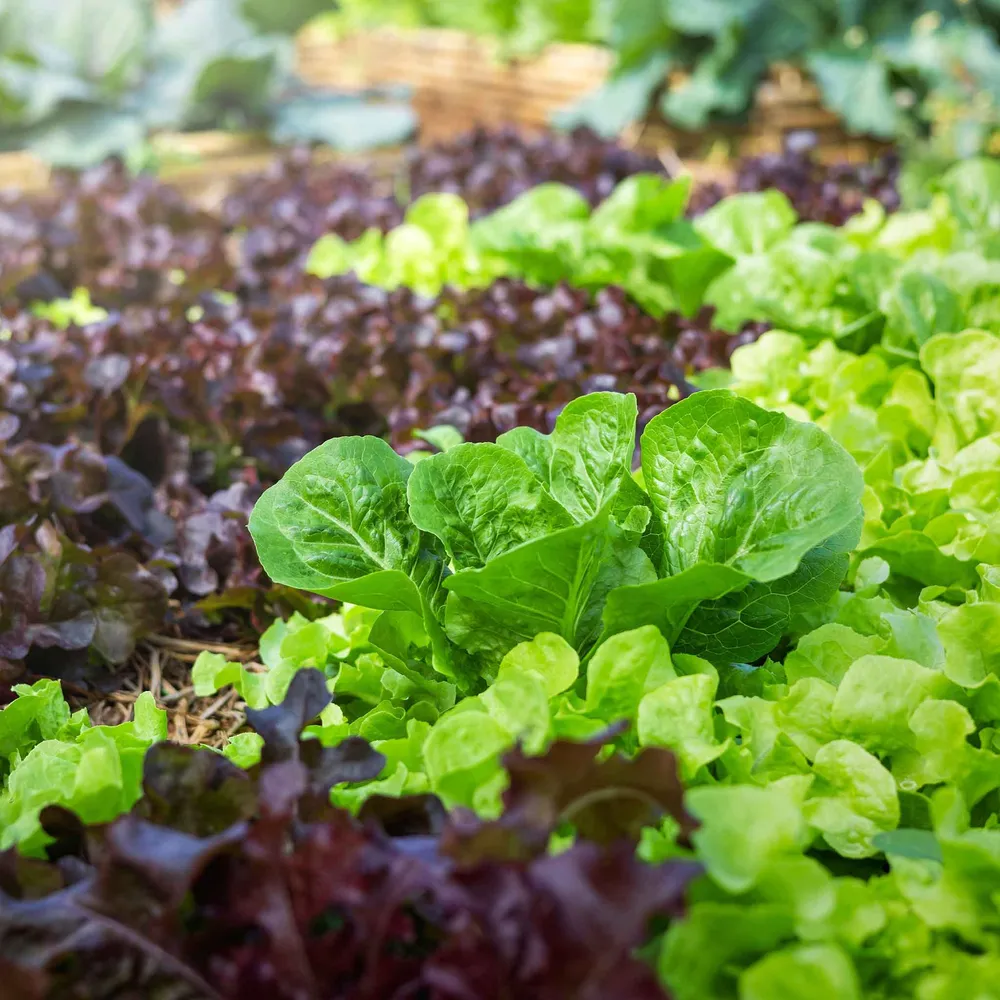 VEGSOW Lettuce Seeds - Leaf Blend