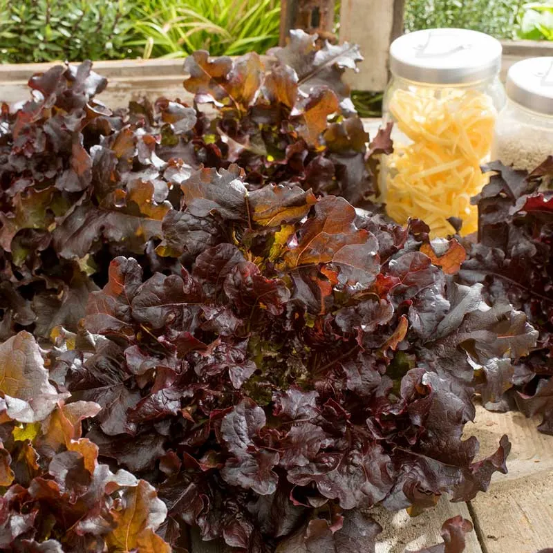 VEGSOW Red Salad Bowl Lettuce Seeds - Heirloom Leaf Lettuce Variety