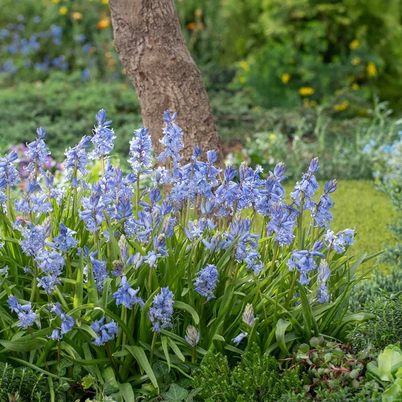 VEGSOW Blue Wood Hyacinth Bulbs - Perennial Spring Flowering Bulbs