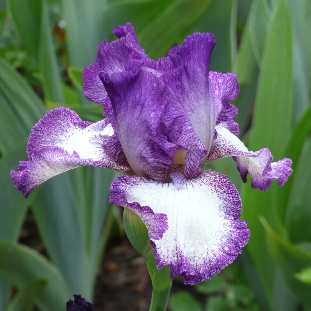 VEGSOW Mariposa Autumn Bearded Iris Bulbs - Perennial Rhizomes for Garden Landscapes