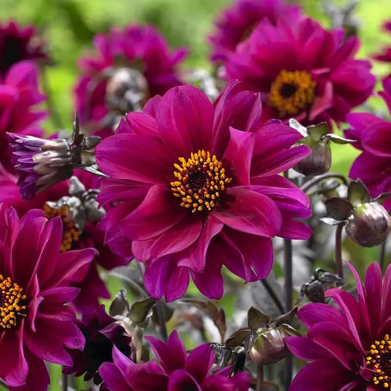 VEGSOW Bishop of Canterbury Dahlia Tubers - Peony-Flowered Garden Bulbs