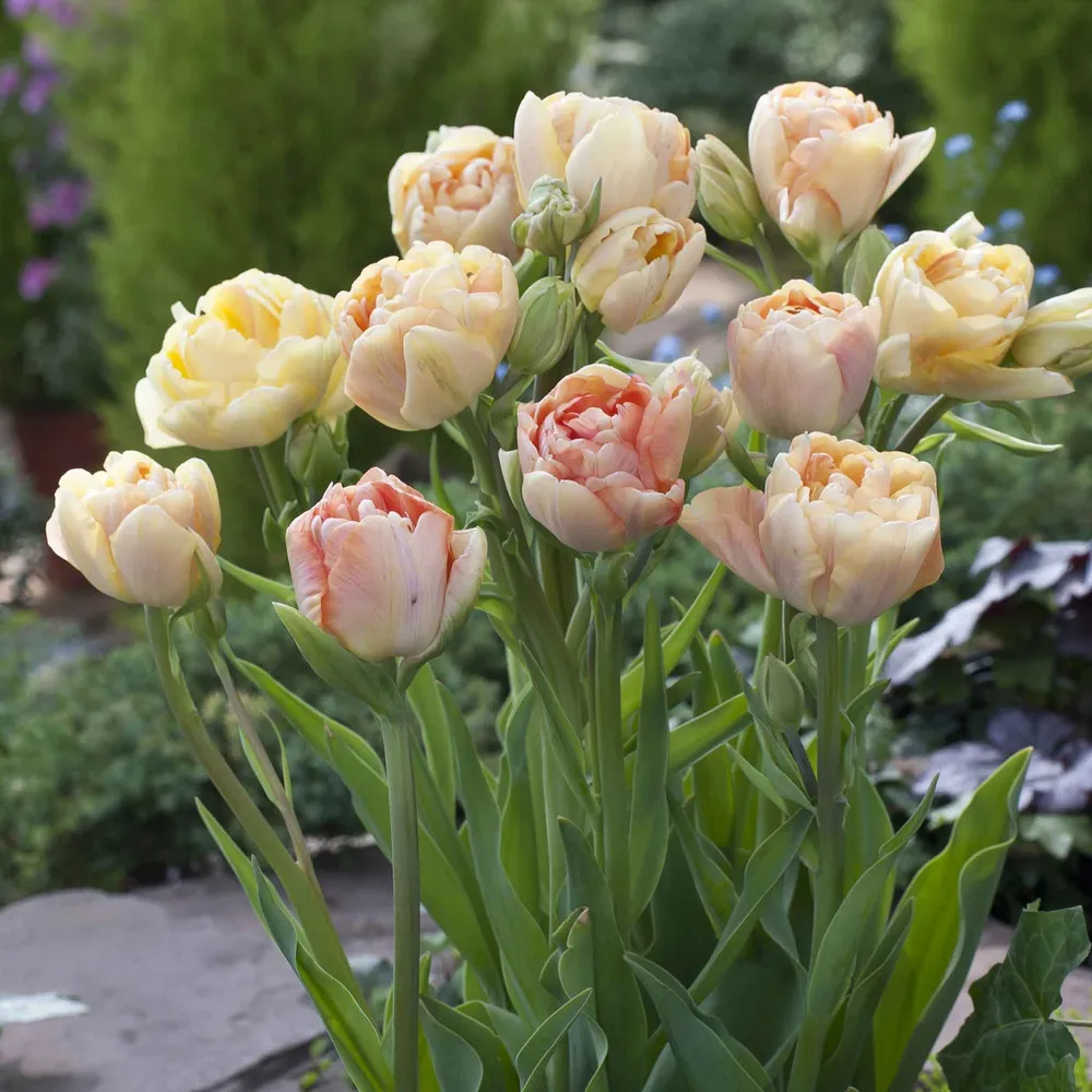 VEGSOW Tulip Bulbs - Charming Beauty